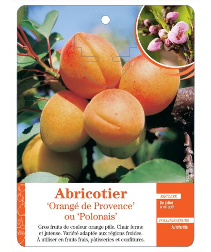 ABRICOTIER ‘ORANGÉ DE PROVENCE’ OU ‘POLONAIS’