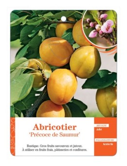 ABRICOTIER ‘PRÉCOCE DE SAUMUR’
