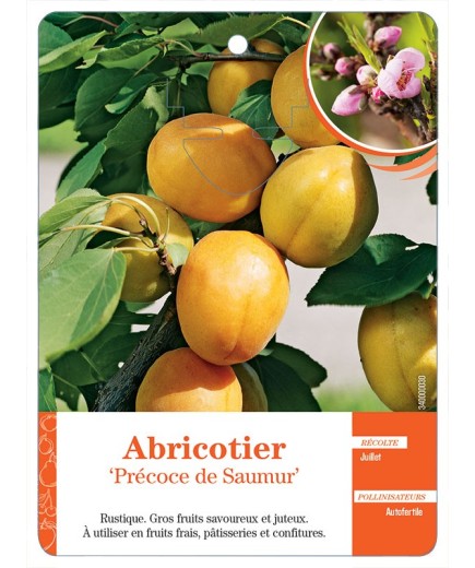 ABRICOTIER ‘PRÉCOCE DE SAUMUR’