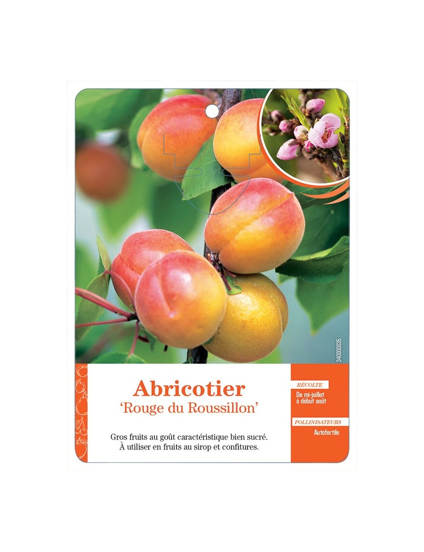 ABRICOTIER ‘ROUGE DU ROUSSILLON’