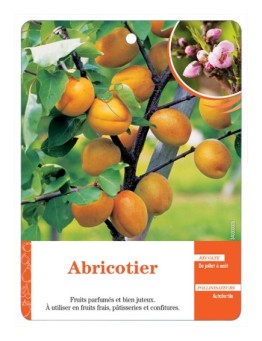 ABRICOTIER (SANS NOM)