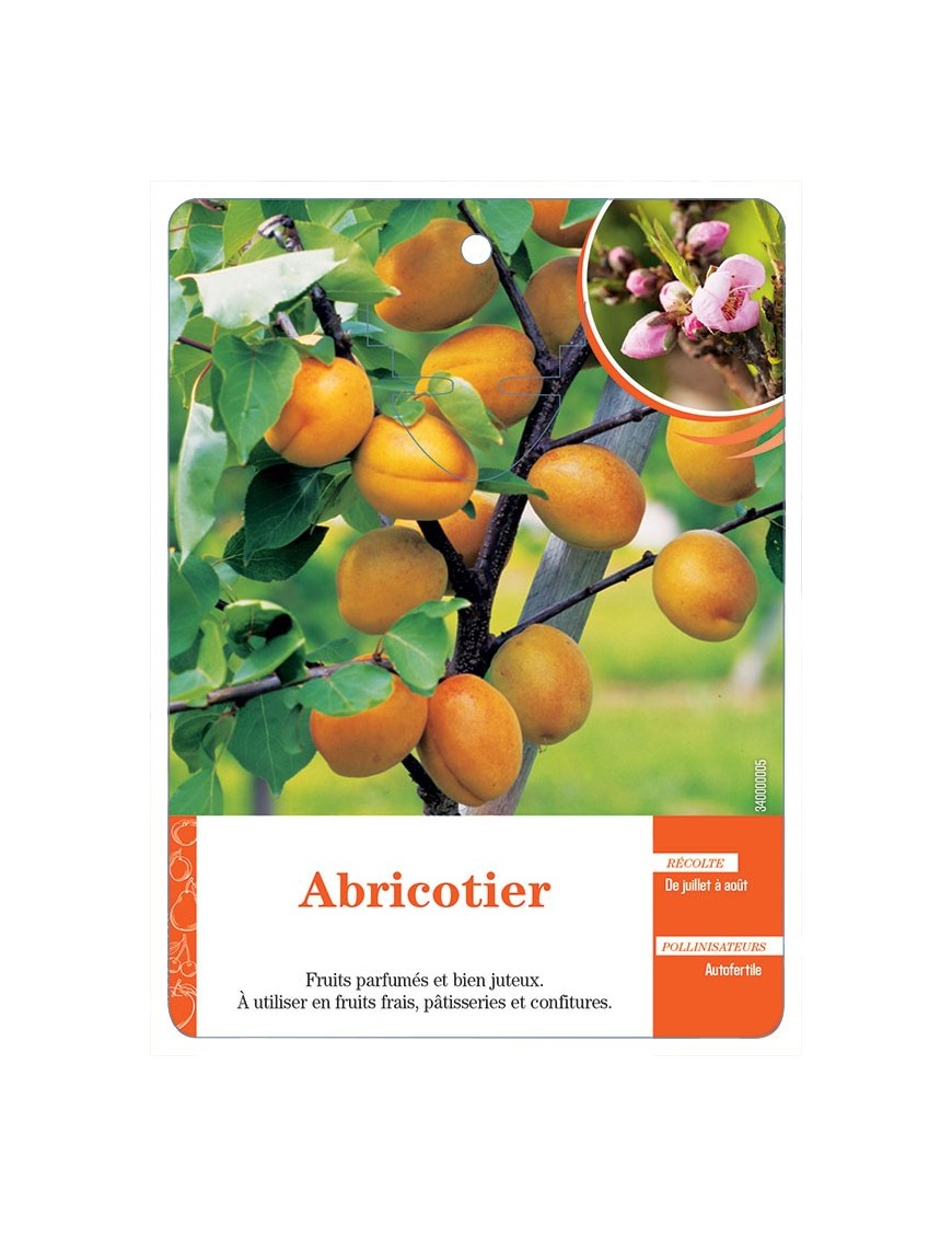 ABRICOTIER (SANS NOM)
