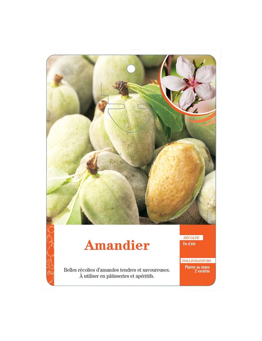 AMANDIER