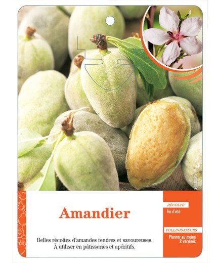 AMANDIER