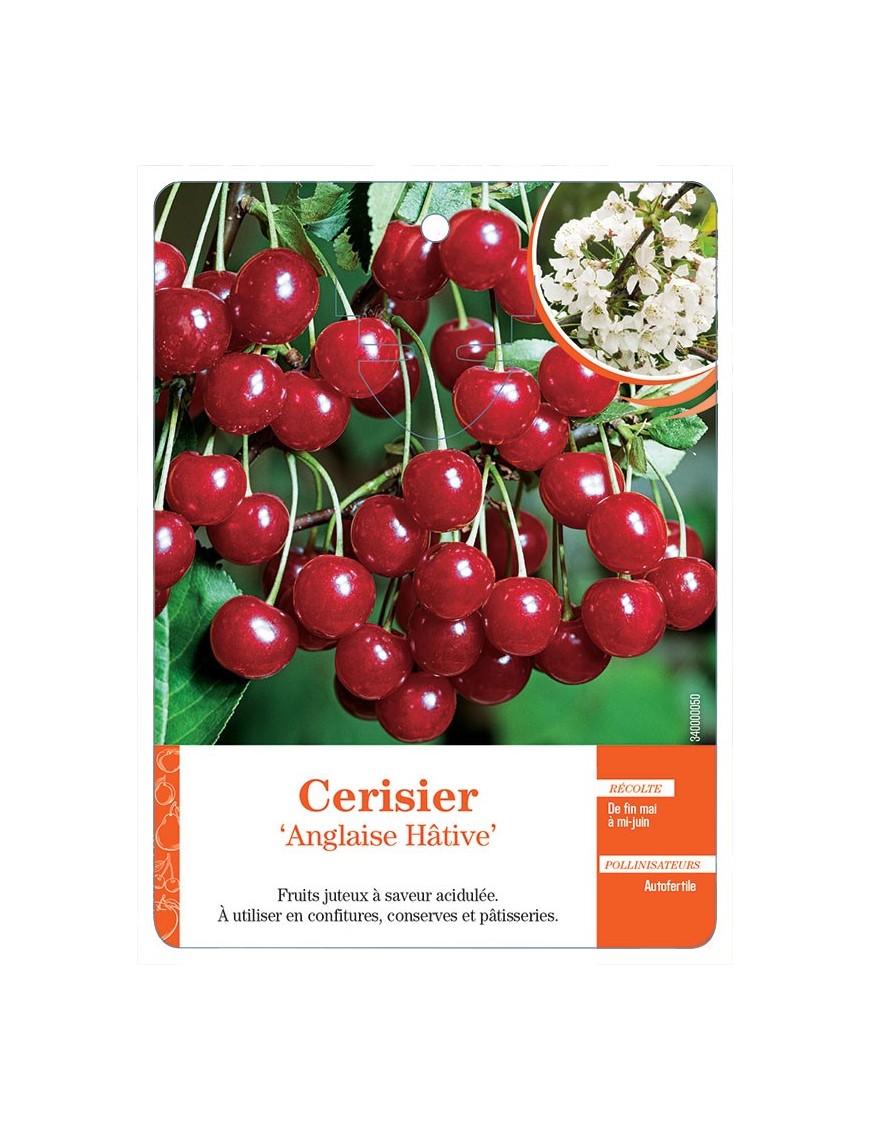 CERISIER ‘ANGLAISE HÂTIVE’ *