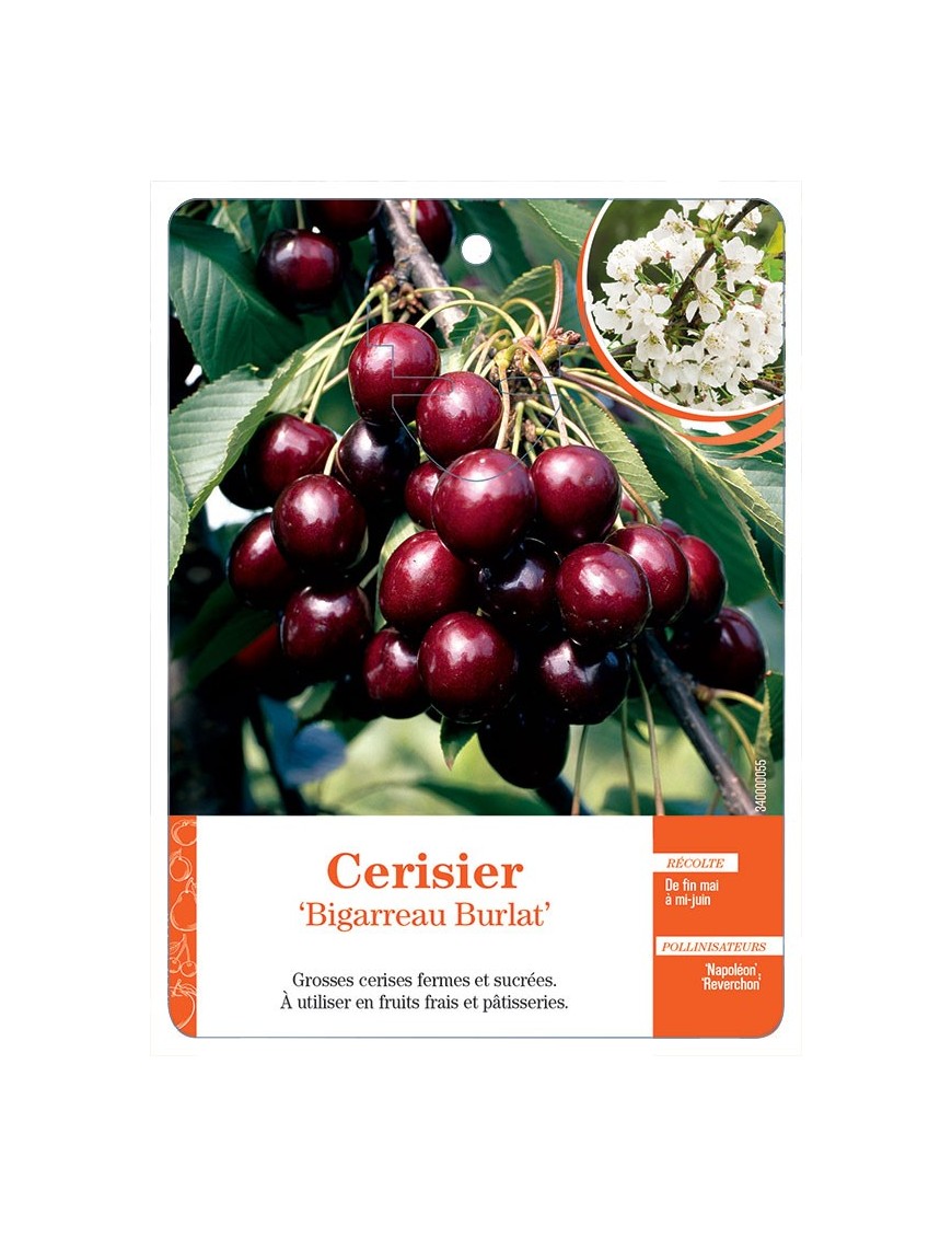 CERISIER ‘BIGARREAU BURLAT’