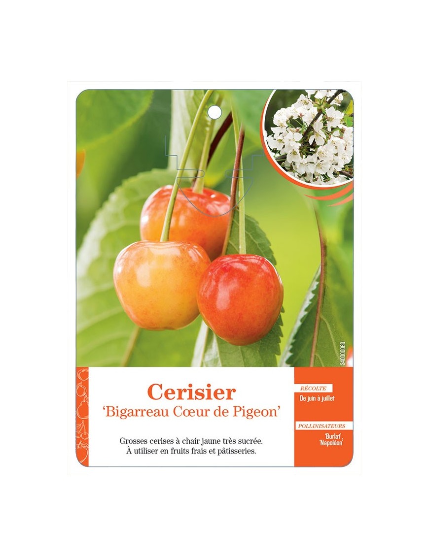 CERISIER ‘BIGARREAU CŒUR DE PIGEON’