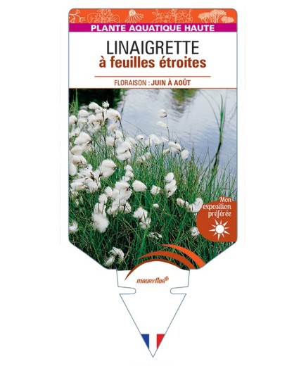 ERIOPHORUM angustifolium voir Linaigrette à feuilles étroites