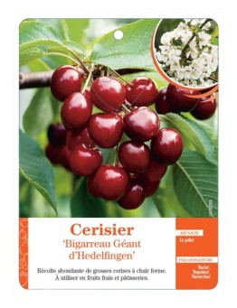 CERISIER ‘BIGARREAU GÉANT D’HEDELFINGEN’
