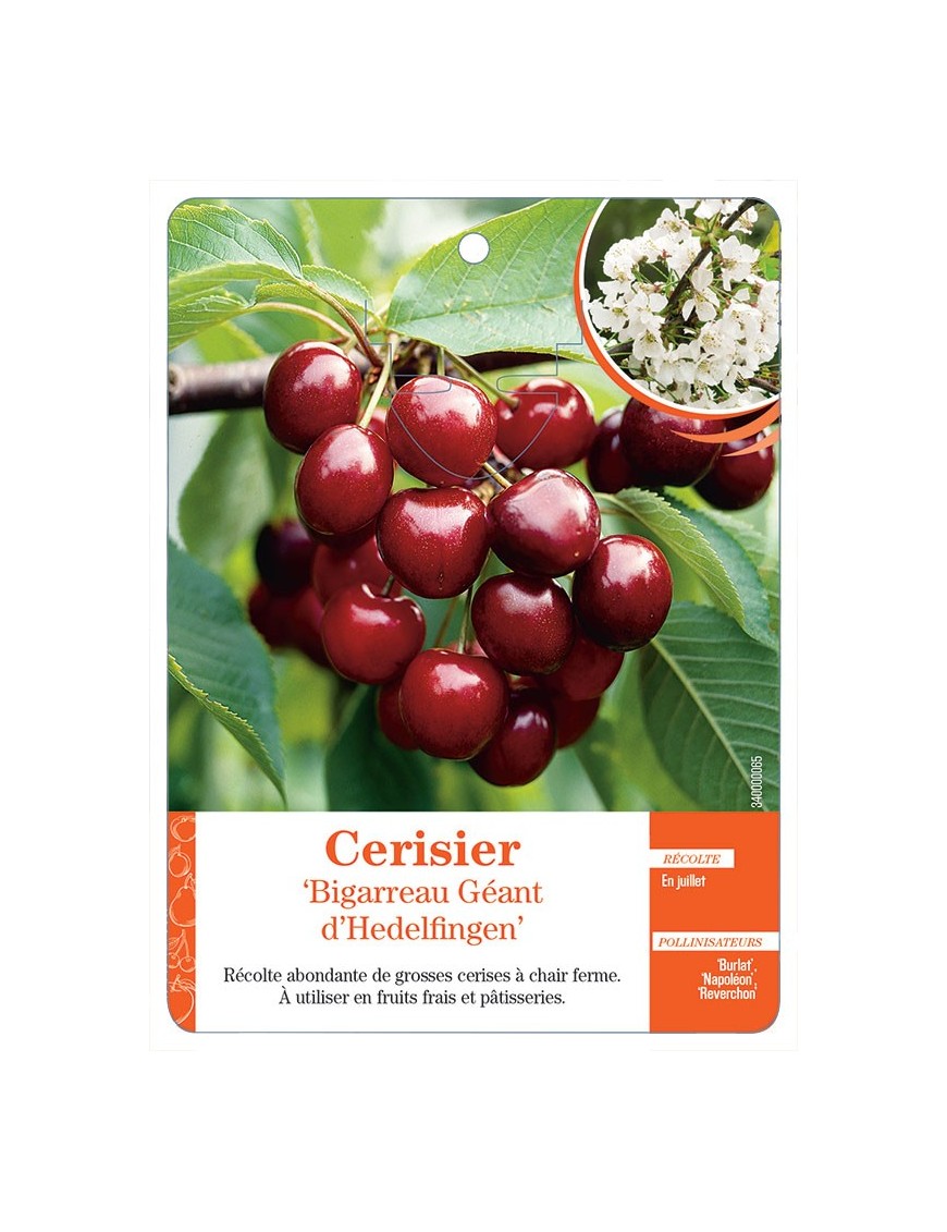 CERISIER ‘BIGARREAU GÉANT D’HEDELFINGEN’