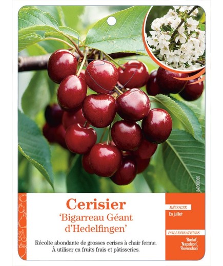 CERISIER ‘BIGARREAU GÉANT D’HEDELFINGEN’