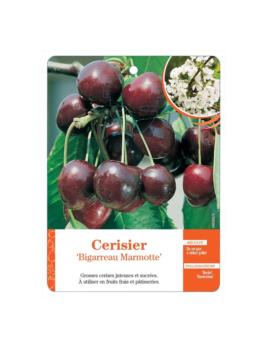 CERISIER ‘BIGARREAU MARMOTTE’ *