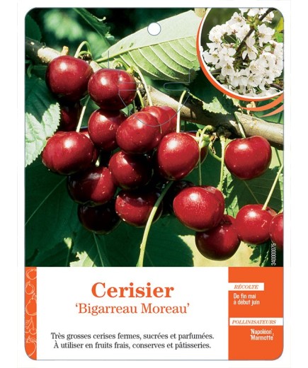 CERISIER ‘BIGARREAU MOREAU’