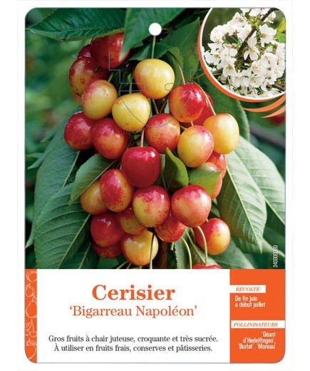 CERISIER ‘BIGARREAU NAPOLÉON’