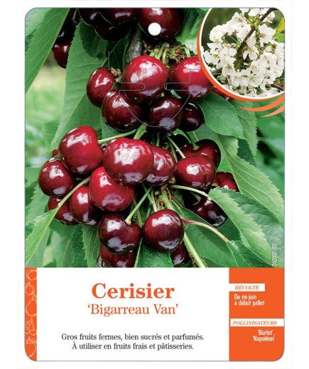 CERISIER ‘BIGARREAU VAN’