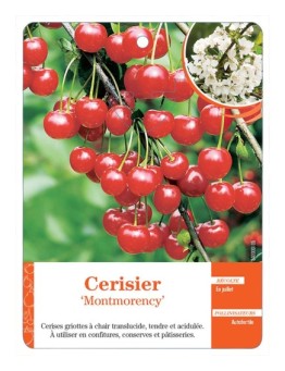 CERISIER ‘MONTMORENCY’ *