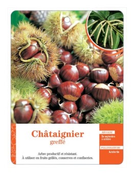 CHÂTAIGNIER GREFFÉ