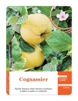 COGNASSIER