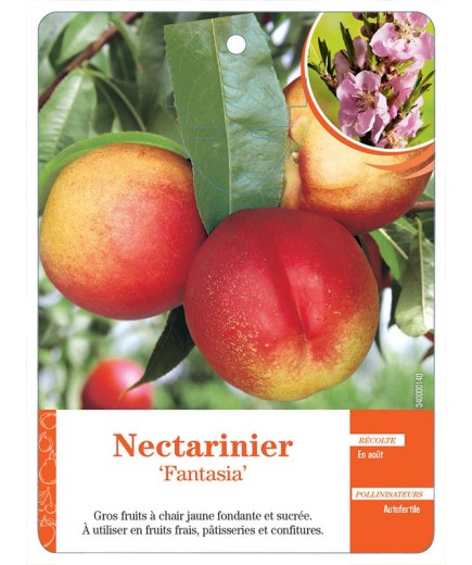NECTARINIER ‘FANTASIA’