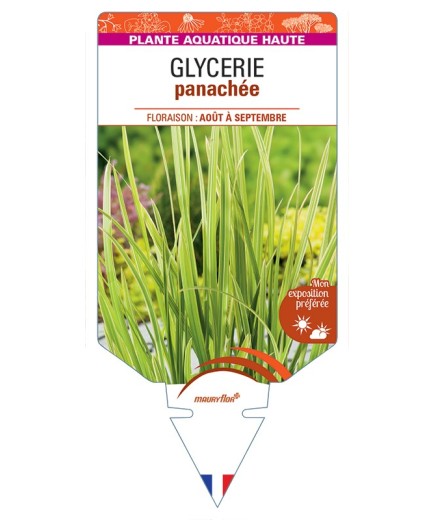GLYCERIA maxima Variegata voir Glycérie panachée
