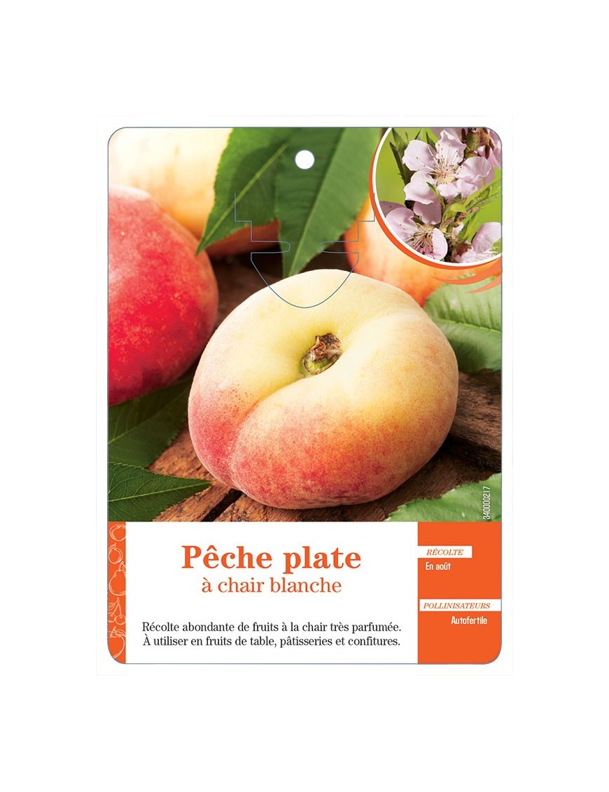 PÊCHE PLATE À CHAIR BLANCHE