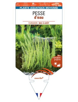 HIPPURIS vulgaris voir Pesse d’eau