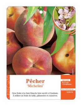 PÊCHER ‘MICHELINI’