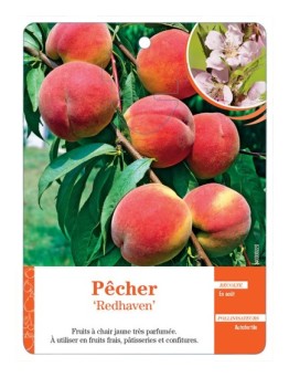 PÊCHER ‘REDHAVEN’