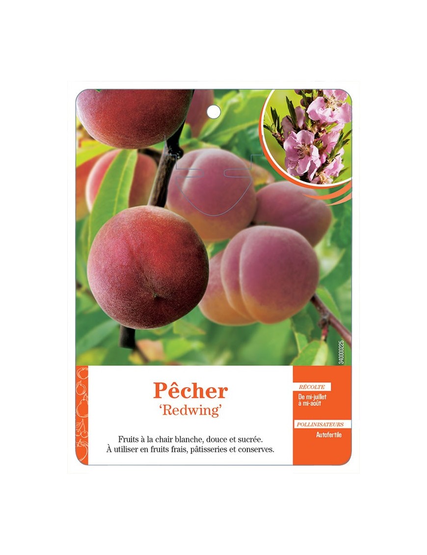 PÊCHER ‘REDWING’ *