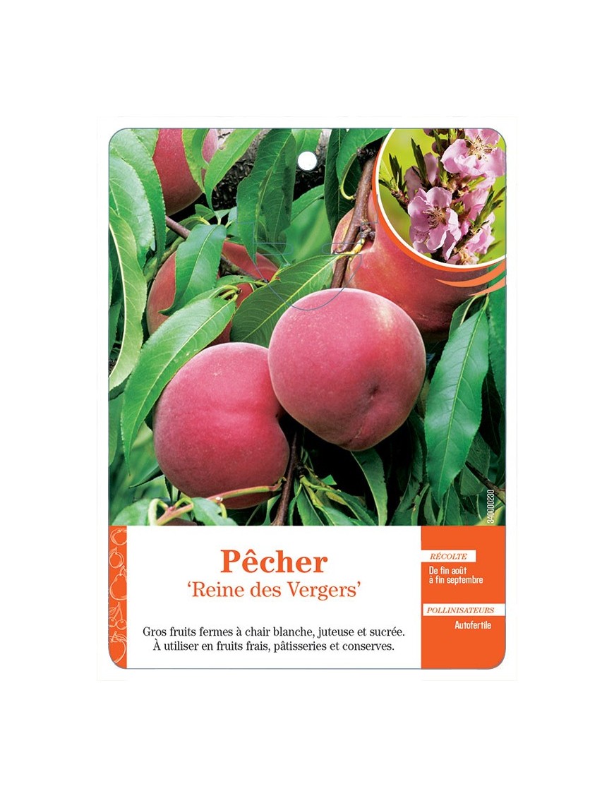 PÊCHER ‘REINE DES VERGERS’