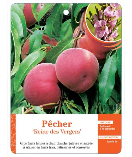 PÊCHER ‘REINE DES VERGERS’