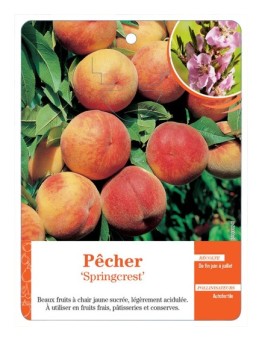 PÊCHER ‘SPRINGCREST’ *