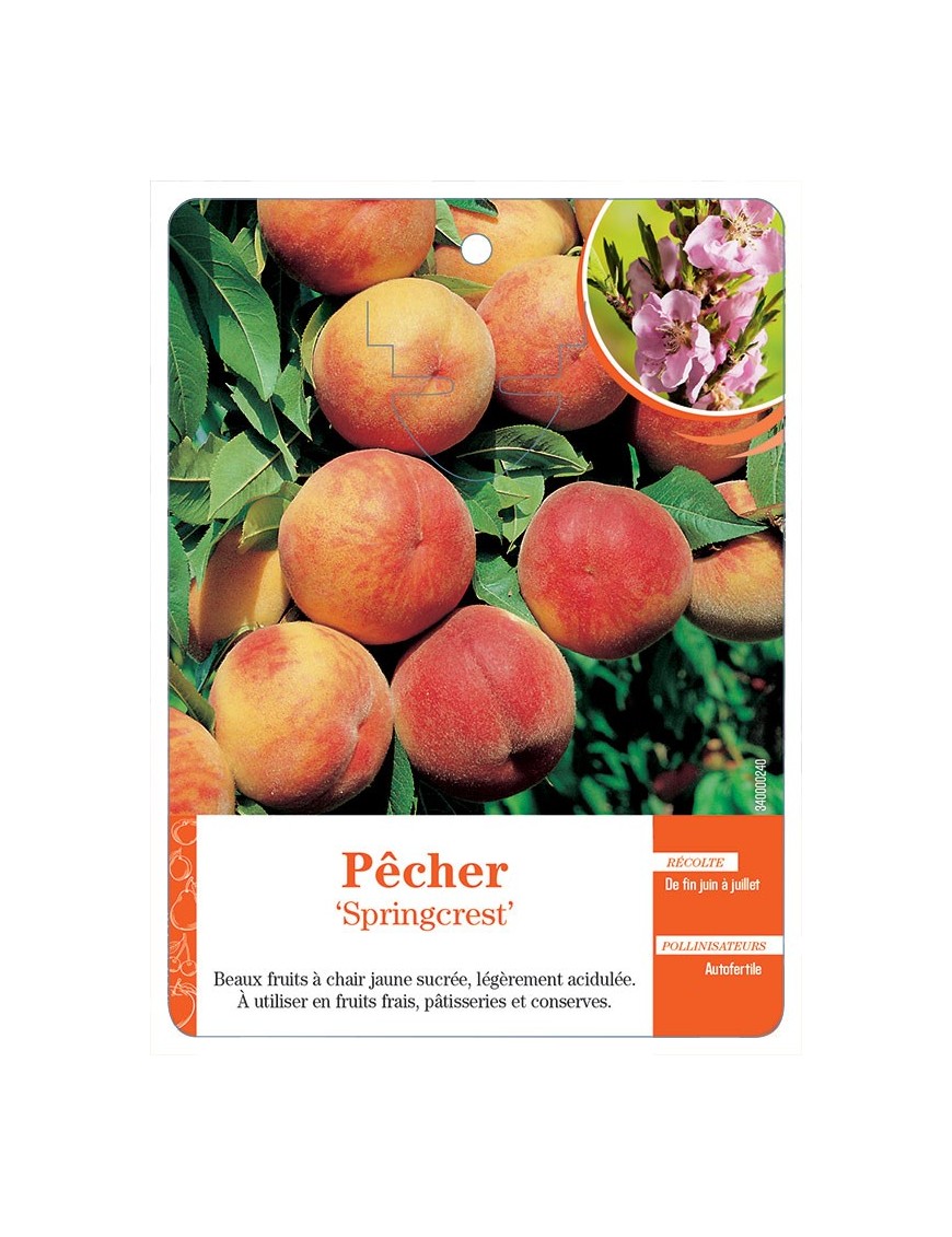 PÊCHER ‘SPRINGCREST’ *