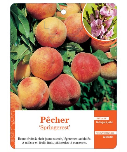 PÊCHER ‘SPRINGCREST’ *
