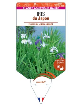 IRIS (ensata) du Japon