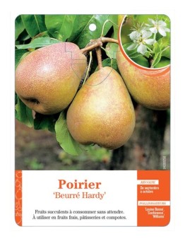 POIRIER ‘BEURRÉ HARDY’