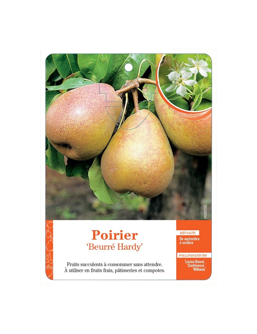 POIRIER ‘BEURRÉ HARDY’