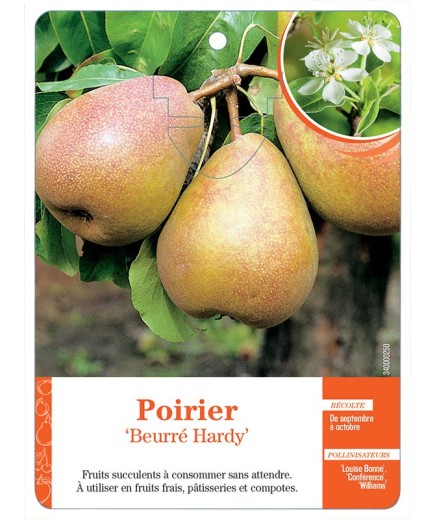 POIRIER ‘BEURRÉ HARDY’