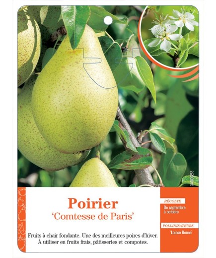 POIRIER ‘COMTESSE DE PARIS’