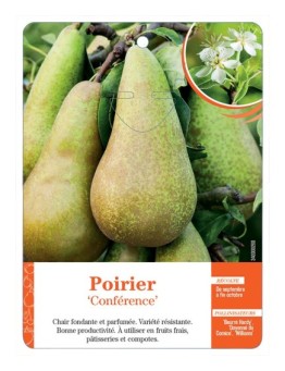 POIRIER ‘CONFÉRENCE’