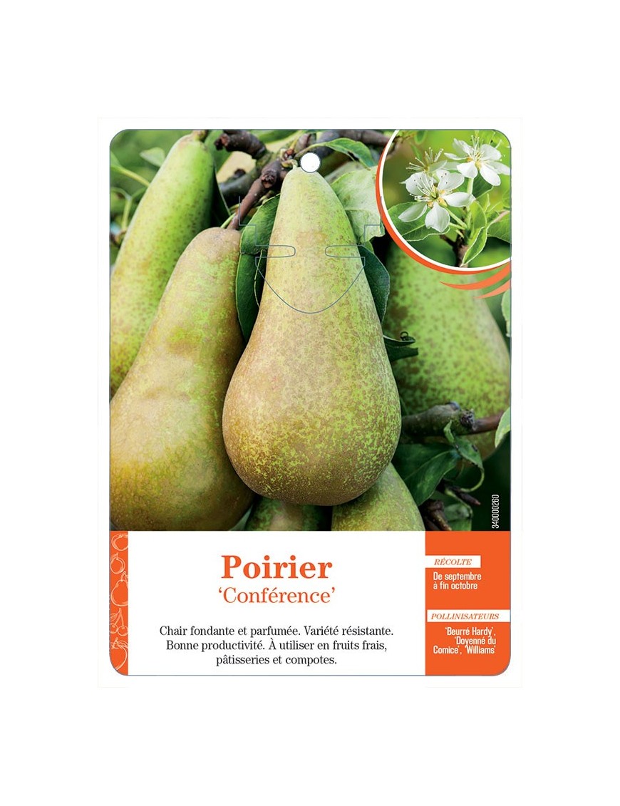 POIRIER ‘CONFÉRENCE’