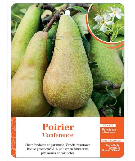 POIRIER ‘CONFÉRENCE’