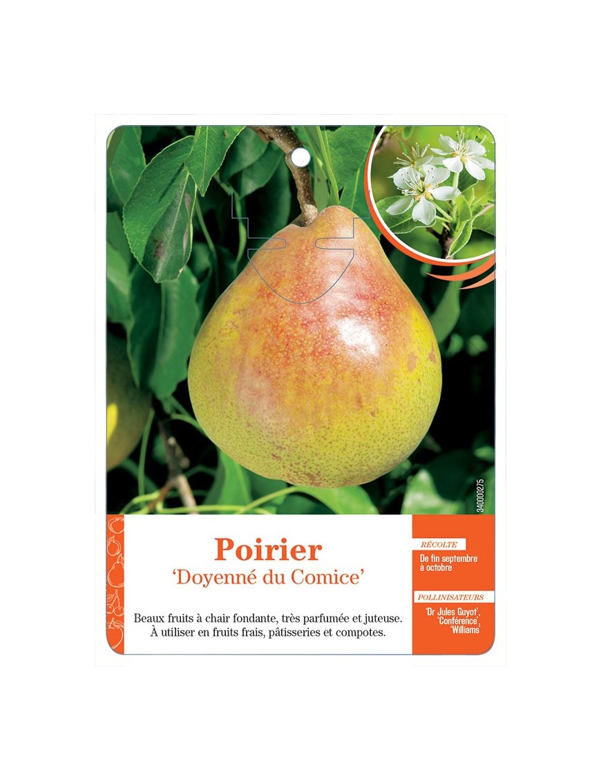 POIRIER ‘DOYENNÉ DU COMICE’