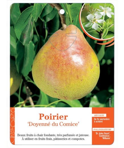 POIRIER ‘DOYENNÉ DU COMICE’