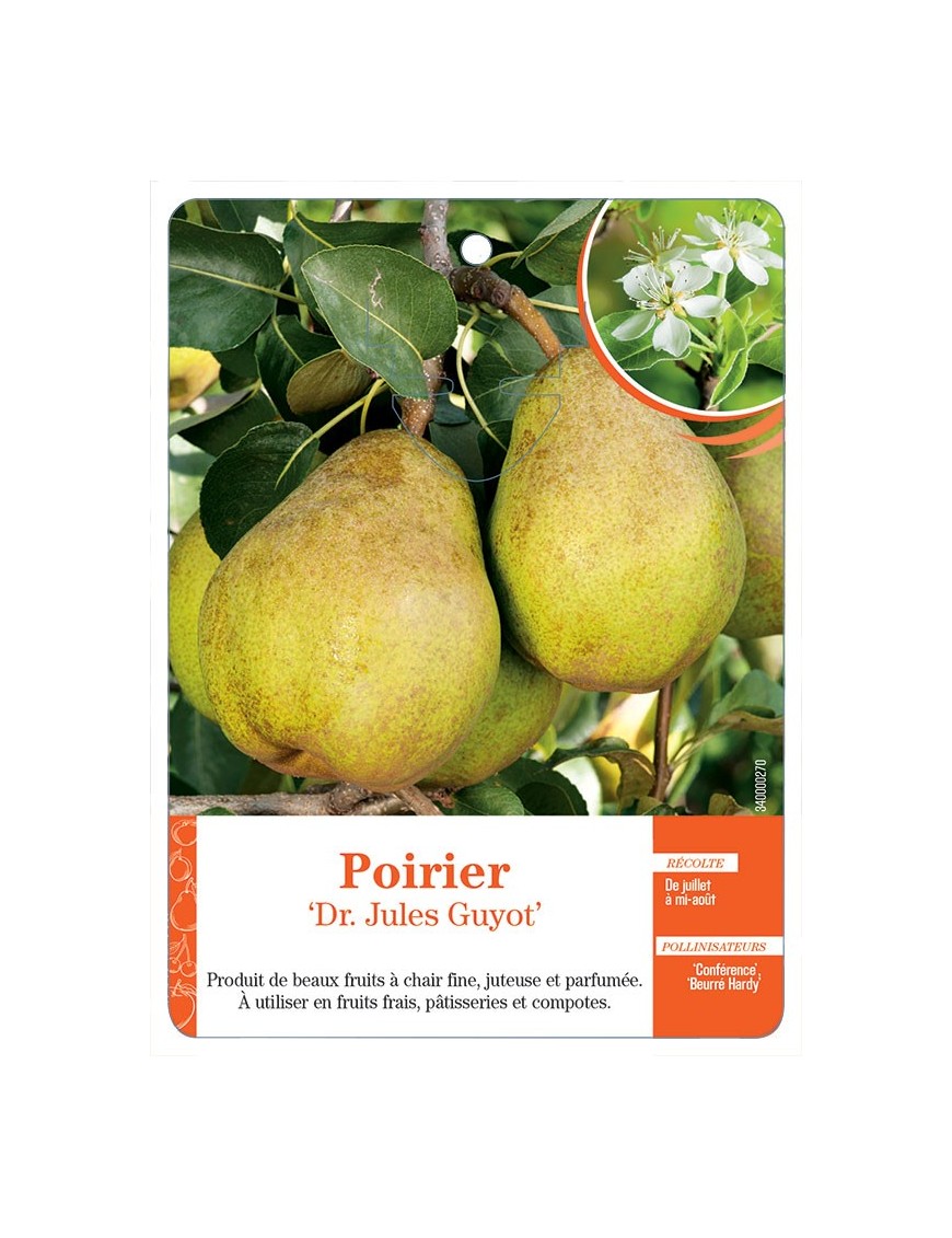 POIRIER ‘DR. JULES GUYOT’