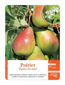 POIRIER ‘ÉPINE DU MAS’ *