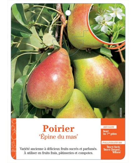 POIRIER ‘ÉPINE DU MAS’ *