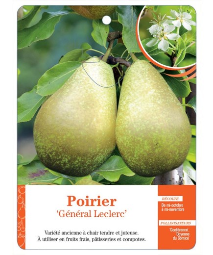 POIRIER ‘GÉNÉRAL LECLERC’ *