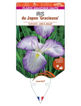 IRIS ensata Gracieuse voir IRIS du Japon