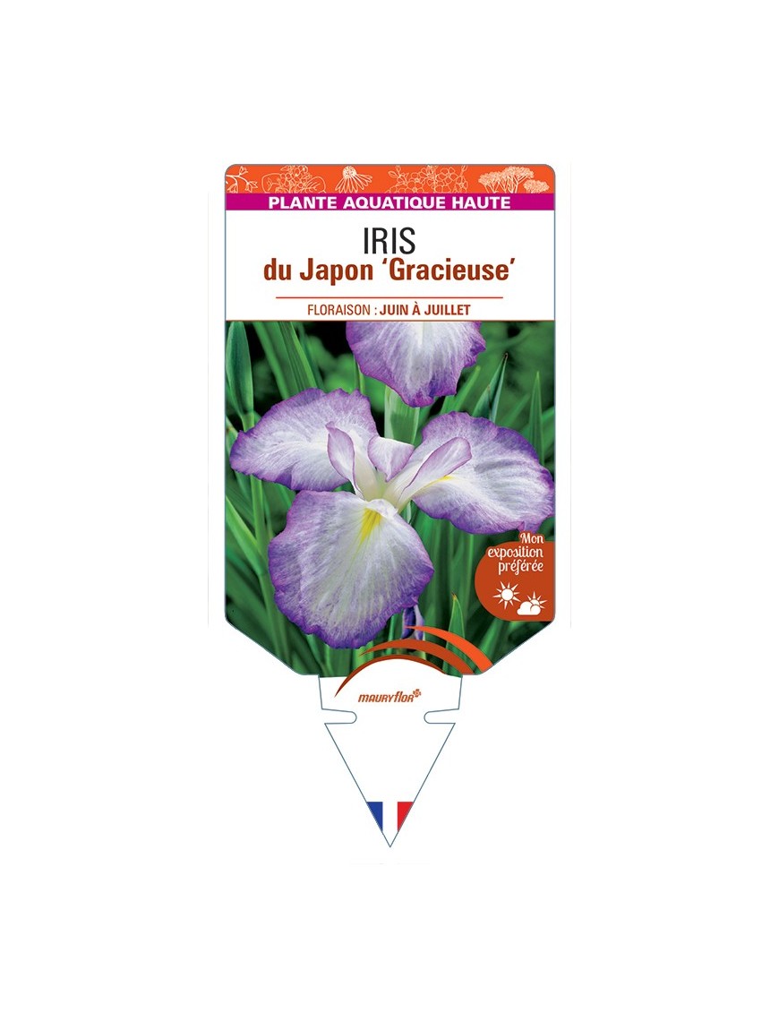 IRIS ensata Gracieuse voir IRIS du Japon